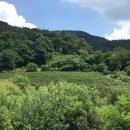 괴산친환경아로니아농원