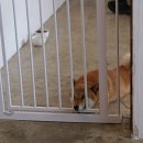 강촌골능이능이백숙 네이버블로그