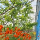 동구밖 대추농원