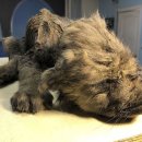 강아지 공화국 이미지