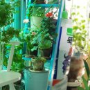 덕일축산 | 베란다 정원 시비와 살충, 살균제