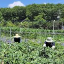 노을이슬 이미지