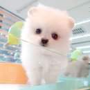 미유펫 강아지고양이 수원점 이미지