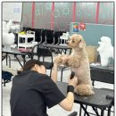 대전애견미용학원 이미지
