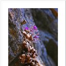 제장민박 이미지