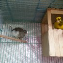 카나리아 이미지