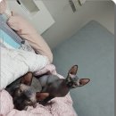 순복이네 스핑크스 이미지