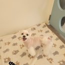 애견미용실 이미지