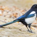 노상영행정서사의집 | [우화소설] <까치전>