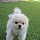 마이리틀메이트 이미지