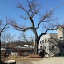 회화나무전통밥집 이미지