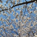 원종초등학교 이미지