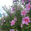 무궁화100리길 이미지