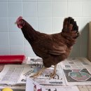 활보농장 이미지