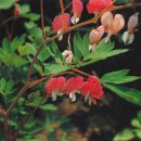 산야초 Daum카페