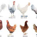 행복한닭농장 이미지