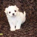 스타일독 이미지