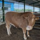 복덩이 한우2 이미지