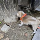 까까 주시개 이미지