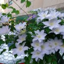 클레마티스 이미지