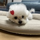 킴스펫살롱 이미지