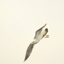 명품 갈매기 이미지