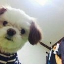 피식 이미지