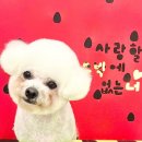 미용하는 강아지 | 안양동 애견미용 쁘띠아몽에서 강아지 미용 후기