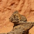 노랑통닭 연산점 이미지