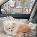 (주)휴스테이 | [공지] [홍천] 숲온스테이 / 신상 애견동반 독채펜션 /조용하고 모던한펜션 / 투숙후기
