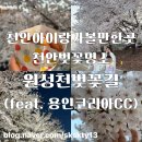 ㈜아이드라이브코리아 | 천안가볼만한곳 천안봄나들이 천안벚꽃명소 천안원성천벚꽃길(feat.용인코리아cc벚꽃)