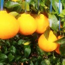 유황농장 이미지