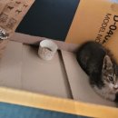 은하수 동물병원 이미지