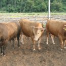 전주김제완주축협섬유질사료공장 이미지