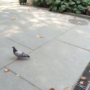 Pigeon 이미지