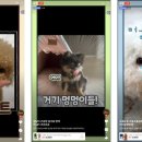 푸드펫 이미지