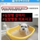 제 손으로 반려견에게 독약을 먹였습니다 이미지