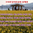 구리한강시민공원 유채꽃 이미지