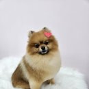 이쁜멍멍 이미지