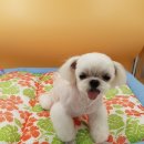 미스터 몽 이미지