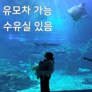아쿠아플라넷 제주 | 제주도 아기랑 가볼만한곳 아쿠아플라넷 제주 후기(유모차 가능/꿀팁 정리)