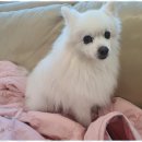 더펫센터 이미지