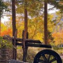 @trip(엣트립) | 남이섬 입장권 가격 단풍명소 남이섬 나무