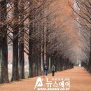 가로수길 이미지