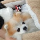 그루밍 블라썸 이미지