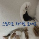[공지] 대구 영어회화 추천｜성인 영어 · 토익까지 가능한 스튜디오 Y 후기