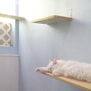 달과고양이 이미지