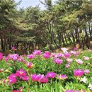 나만 아는 봄꽃 여행지 이미지