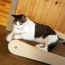 착한 고양이 이미지