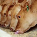 내장축산 이미지